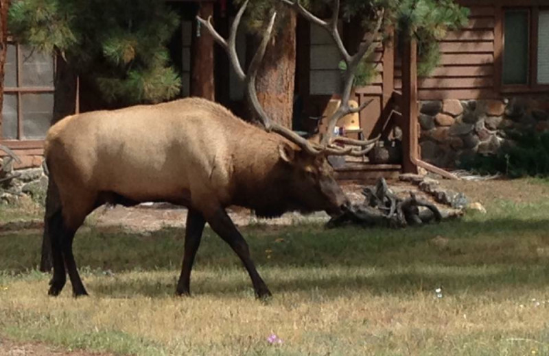 Elk at Colorado Bear Creek Cabins.