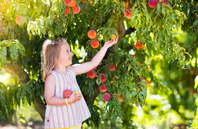 Orchards near Waters Edge Resort and Spa.