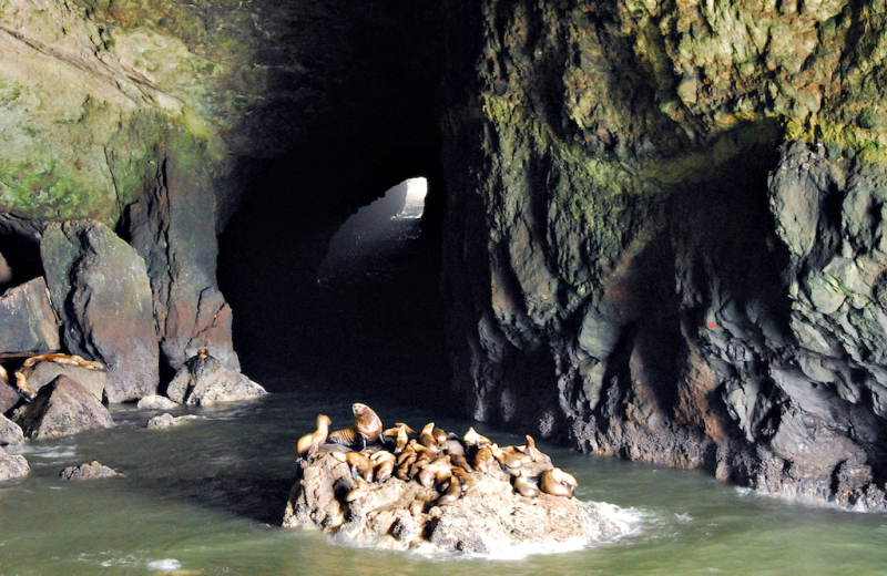 Seal caves near Old Town Inn.