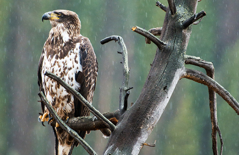 Hawk at Rawah Ranch.