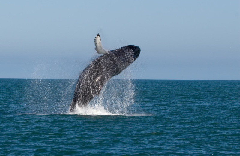 Whales at Admiral's Beach Retreat.