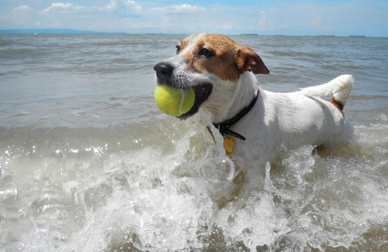 Pets welcome at Inn of the Beachcomber.