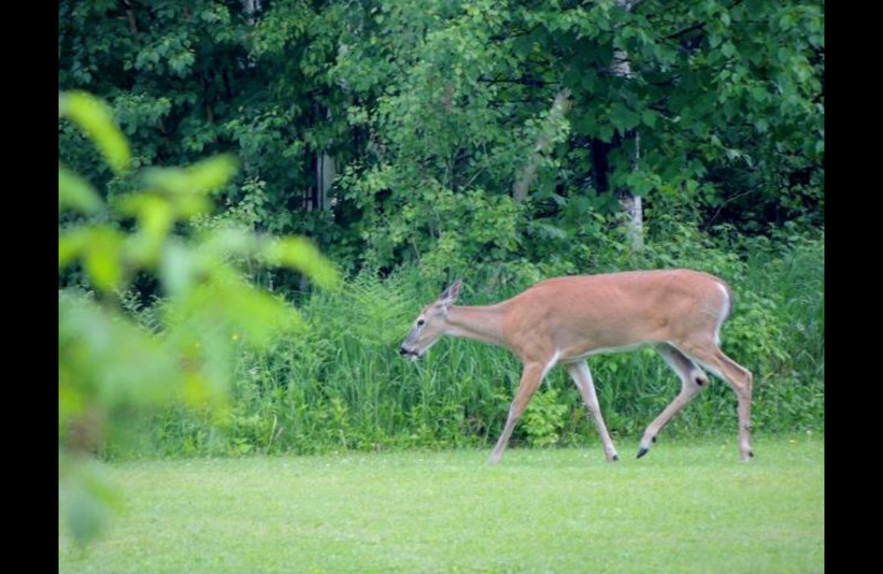 Deer at Silv'ry Moon Lodge.