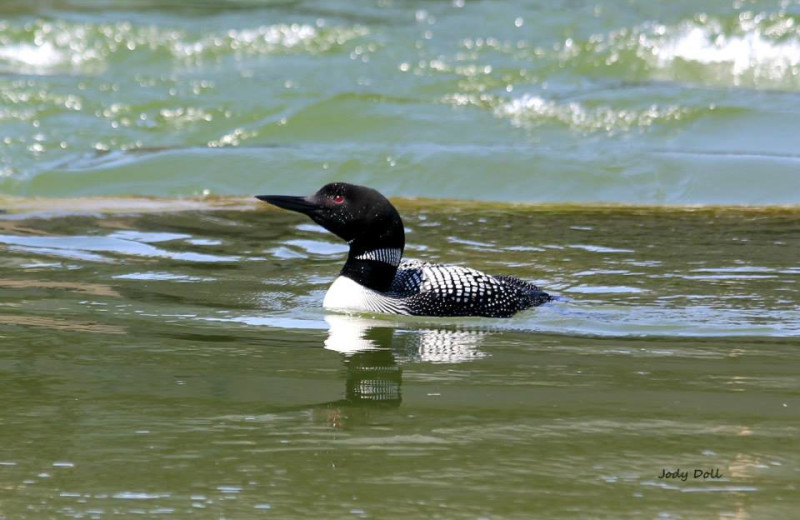 Loon at Ebert's North Star Resort.