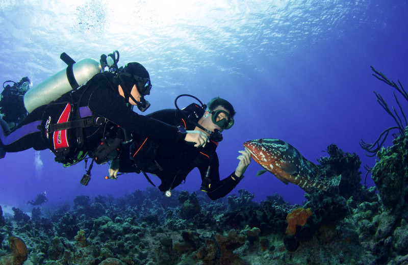 Diving at Riding Rock Inn.