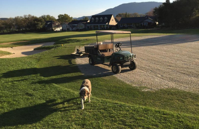 Pets welcome at Greenhorn Creek Resort.