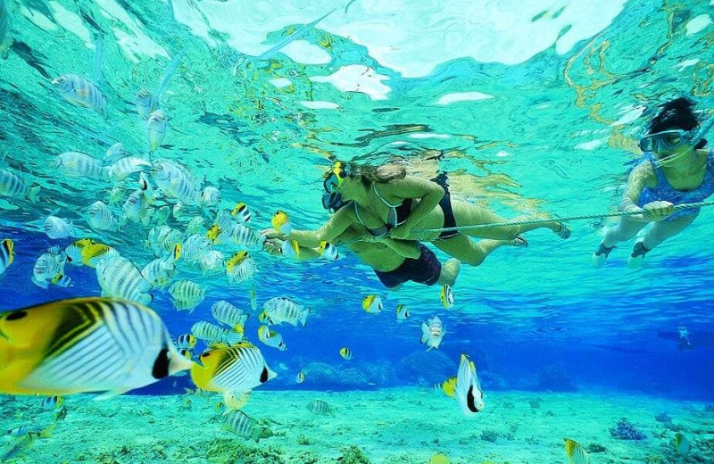 Snorkeling at Keys Holiday Rentals, Inc.