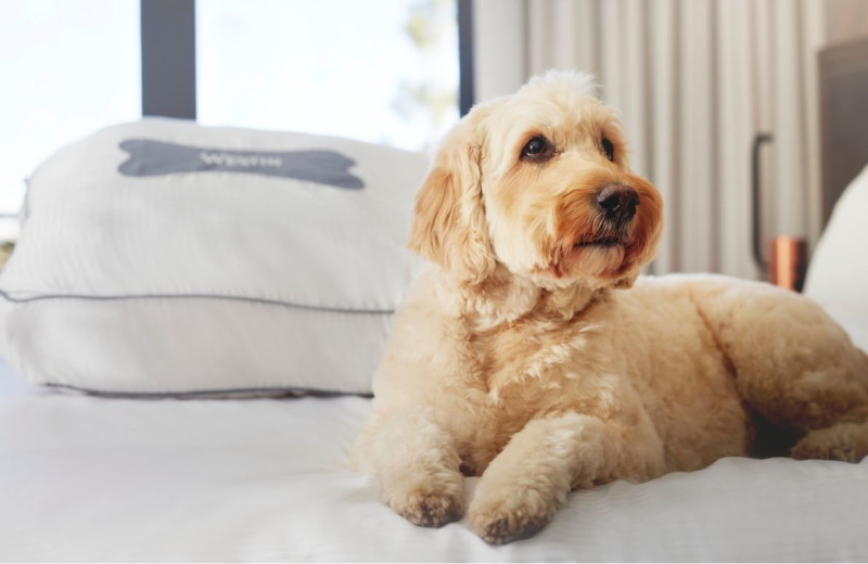 Pets welcome at The Westin Monache Resort.