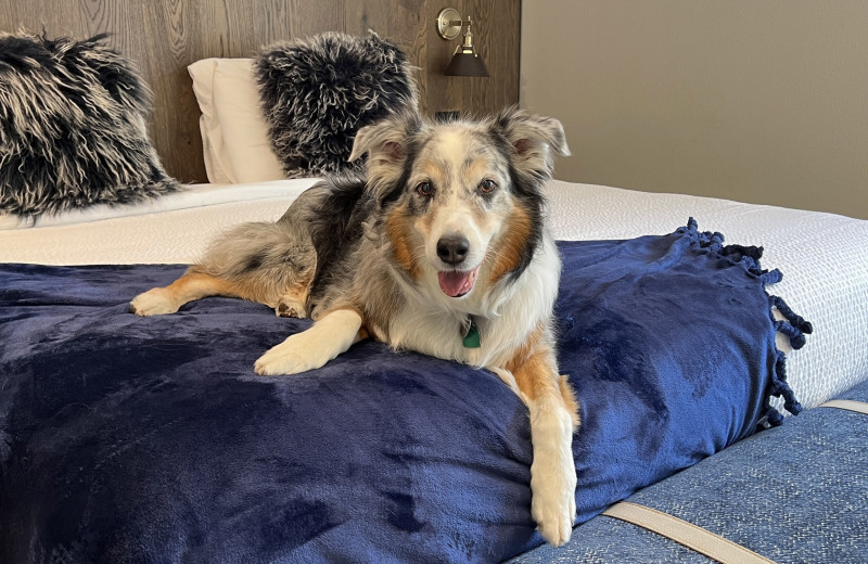 Pets welcome at Lighthouse Oceanfront Resort.