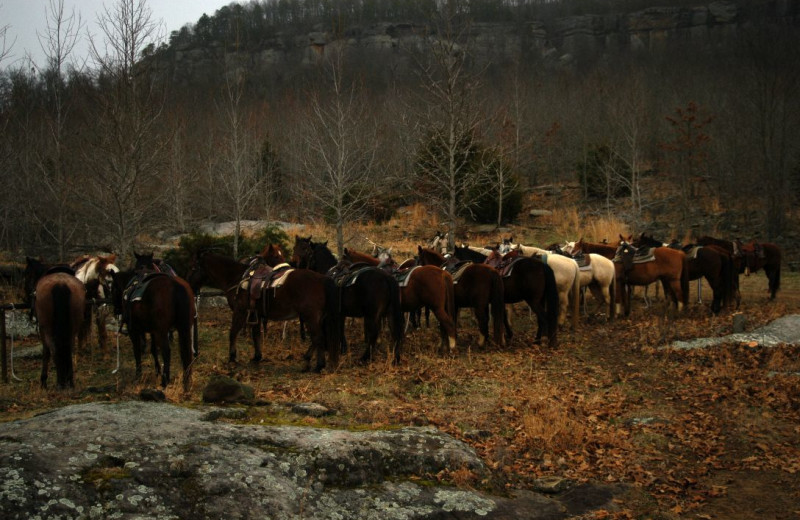 Horseback Rides at Horseshoe Canyon Ranch