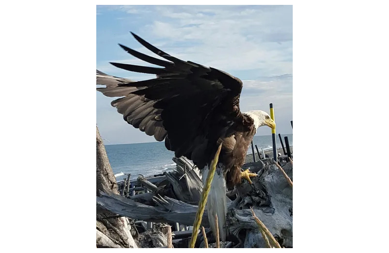 Eagle at Sleepy Bear Cabins.