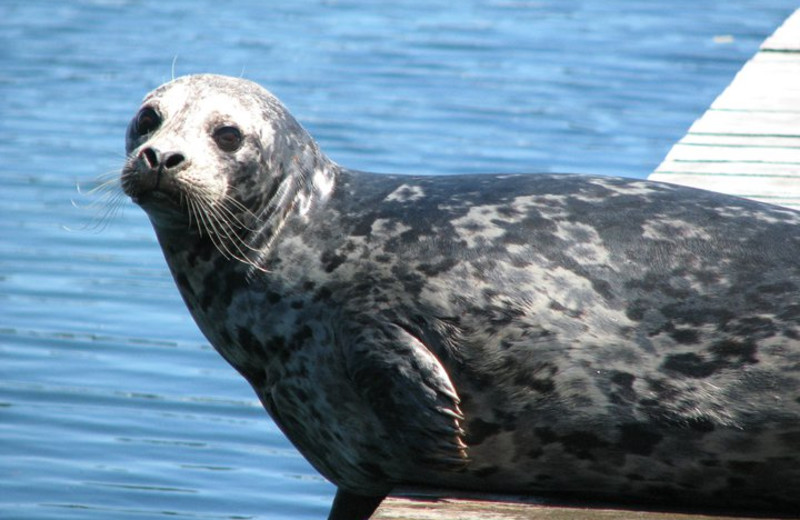 Seal on the dock Sooke Harbour Resort & Marina.