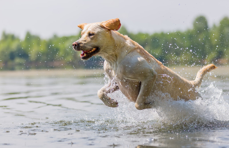 Pets welcome at Ten Mile Lake Resort.