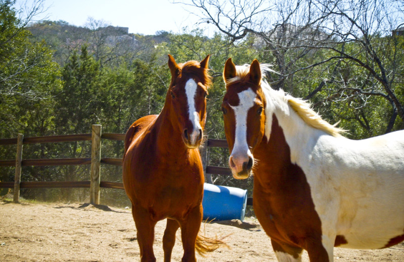 Horseback riding at Oceano Beach Resort.