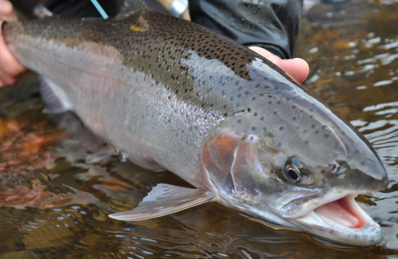Trout fishing at Morrison's Rogue River Lodge.