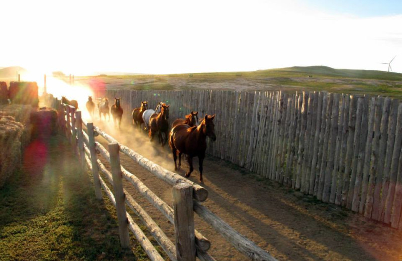 Horses running at Colorado Cattle Company Ranch.