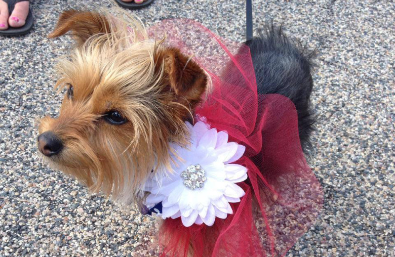 Pets welcome at Holly's Resort.