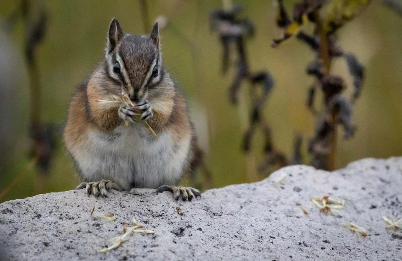 Chipmunk at Nisqually Lodge.