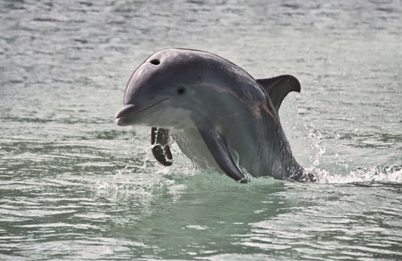 Get an up close view of the local wildlife during your stay at Hotel Tybee