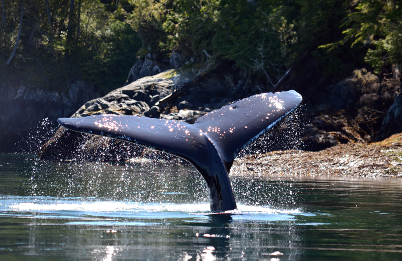 Whale tale at Grizzly Bear Lodge & Safari.