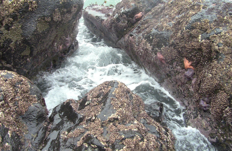 Tide pool at Admiral's Beach Retreat.