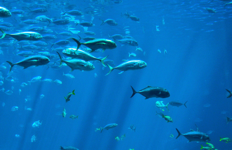 Fish at Pajaro Dunes Resort.