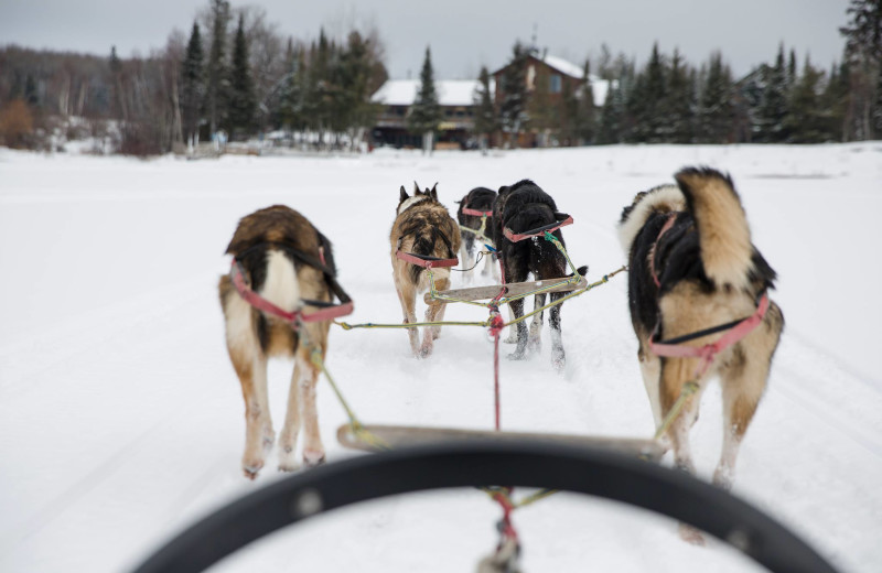 Dog sled at Skyport Lodge.