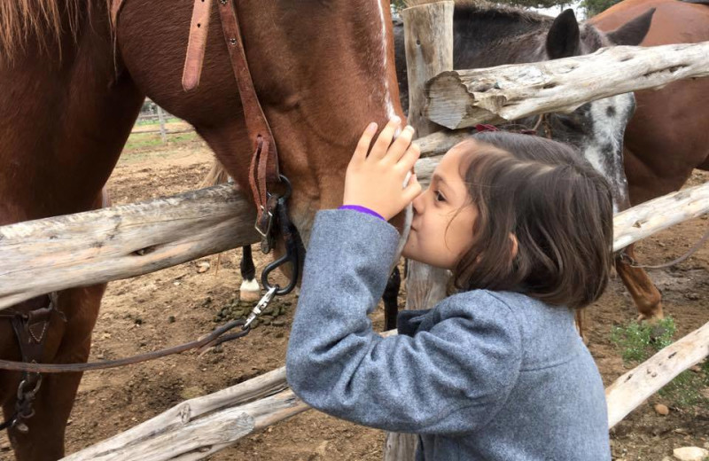 Girl petting horse at Twin Elm Ranch.
