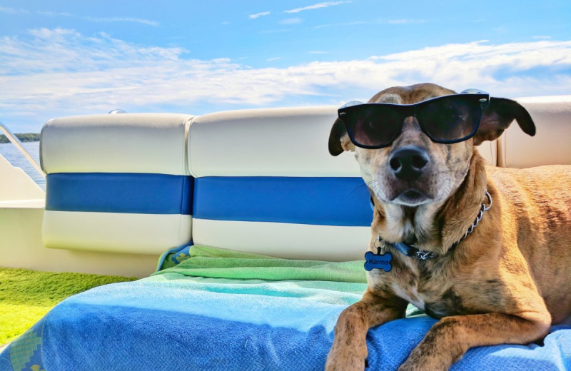 Pets welcome at Havasu Springs Resort.
