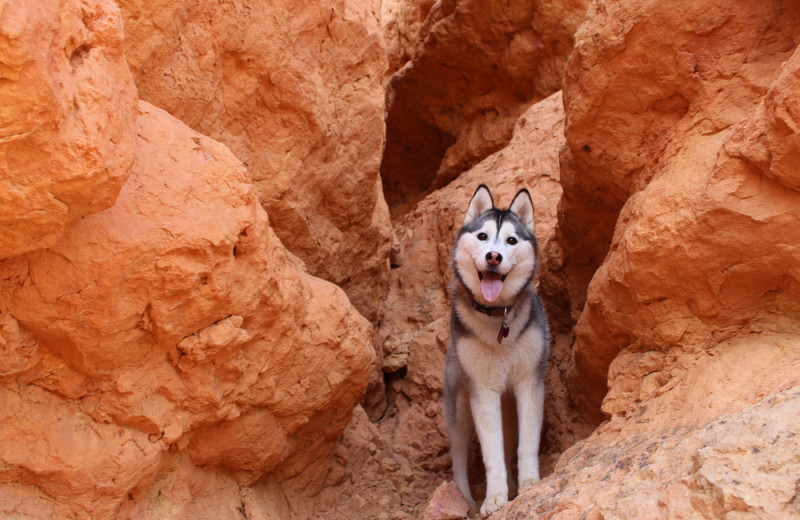 Pet-friendly accommodations at Redstone Inn.