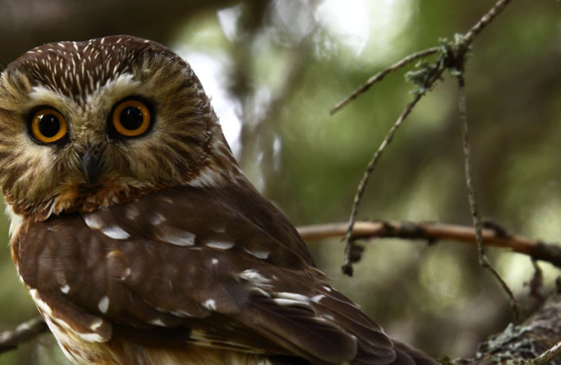 Bird watching at Grand Superior Lodge.