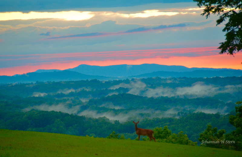 Mountain view at Singletree Gun & Plough.