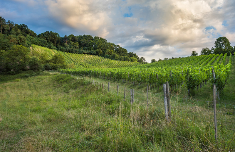 Vineyard at Chateau Ramšak Glamping Resort.