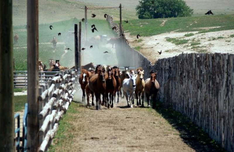 Horse running at Colorado Cattle Company Ranch.