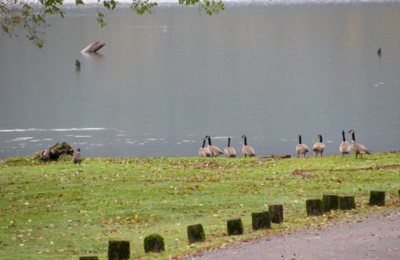 Geese swimming in lake at Rain Forest Resort.