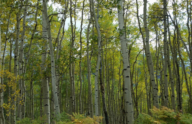 Forest at Tomahawk Guest Ranch.