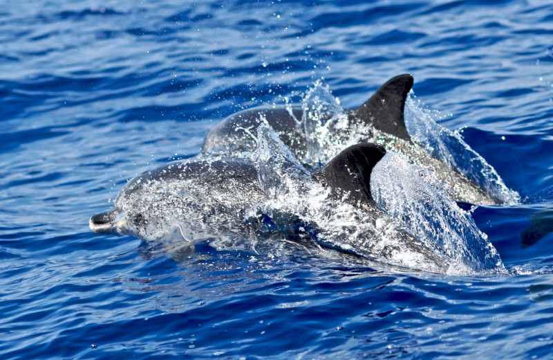 Dolphins at Exclusive Properties - Isle of Palms.