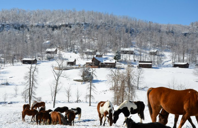 Horses at Horseshoe Canyon Ranch