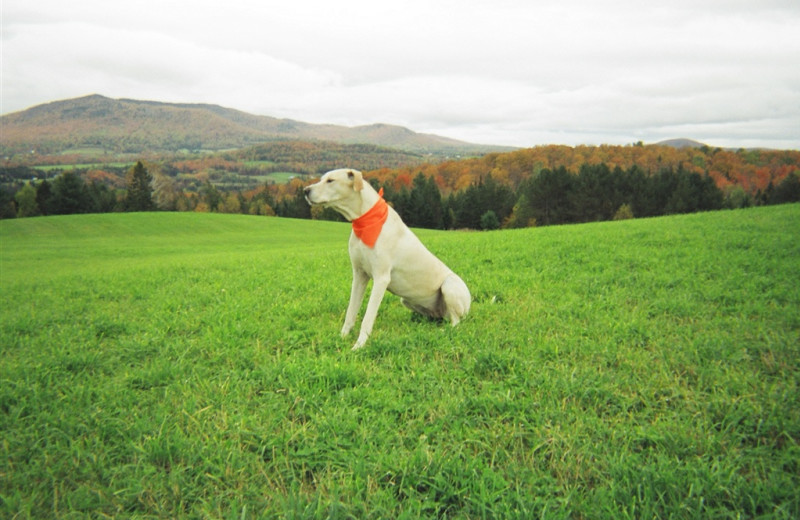 Dog-friendly rooms at The Wildflower Inn.