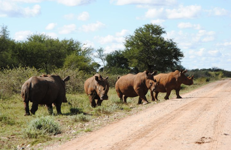 Rhinos at Tau Game Lodge.