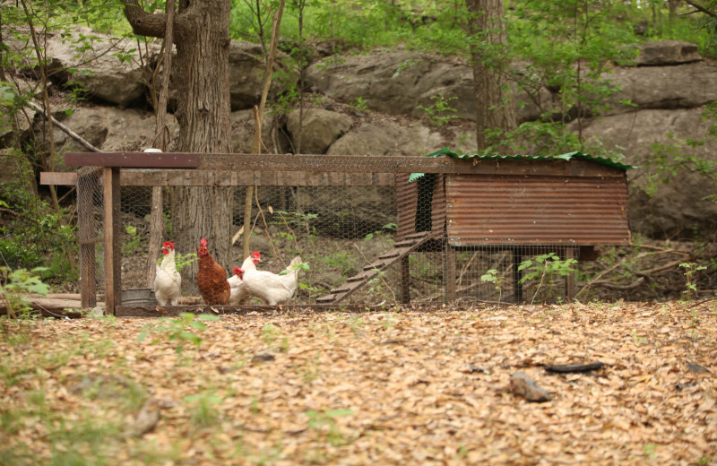 Chickens at Creekside Camp & Cabins.