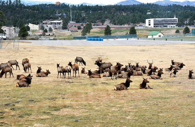 Elk at Four Seasons Real Estate.