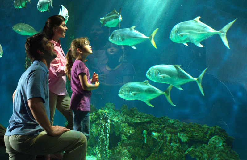 Aquarium near King's Creek Plantation.