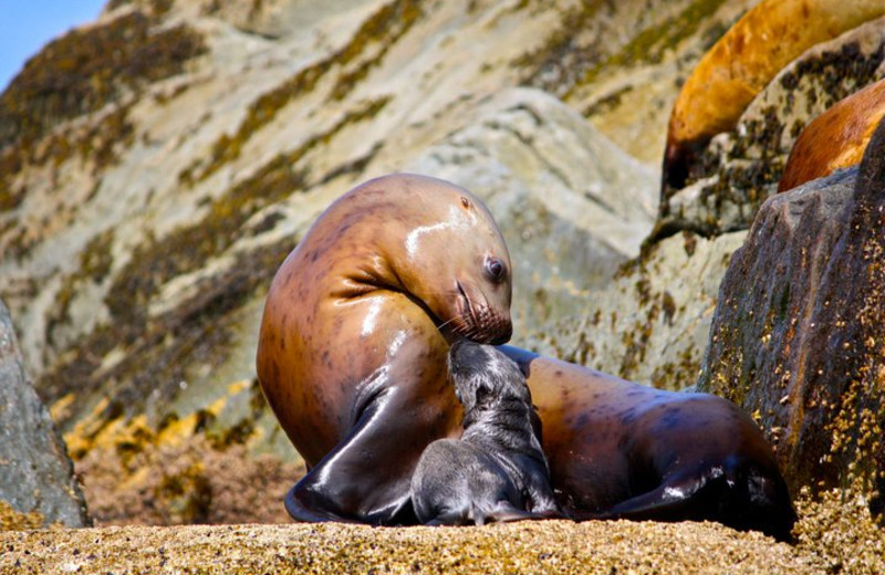 Seals at The Fireweed Lodge.