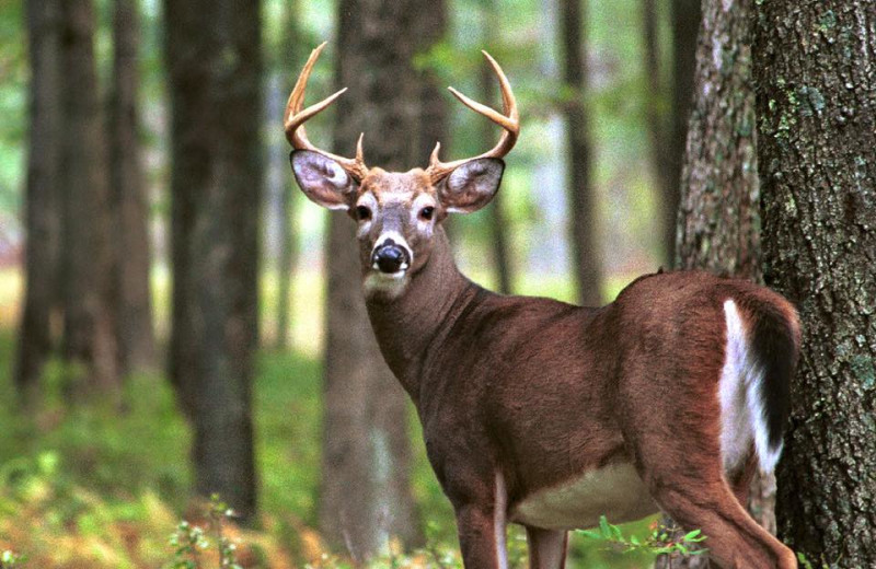 Deer at Chateau Lake Logan.