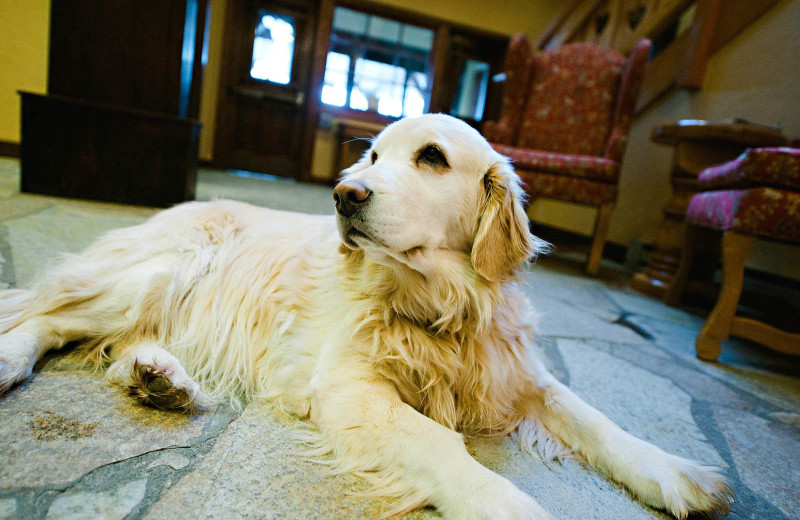 Hotel dog at Alpenhof Lodge.