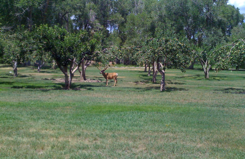 Wildlife at River Orchard Place.