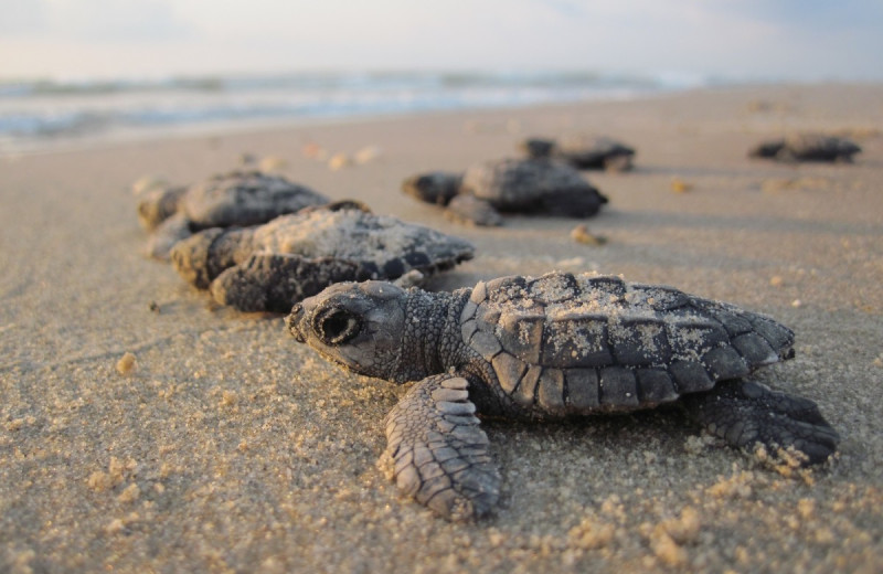 Sea turtles at Harris Properties Management.