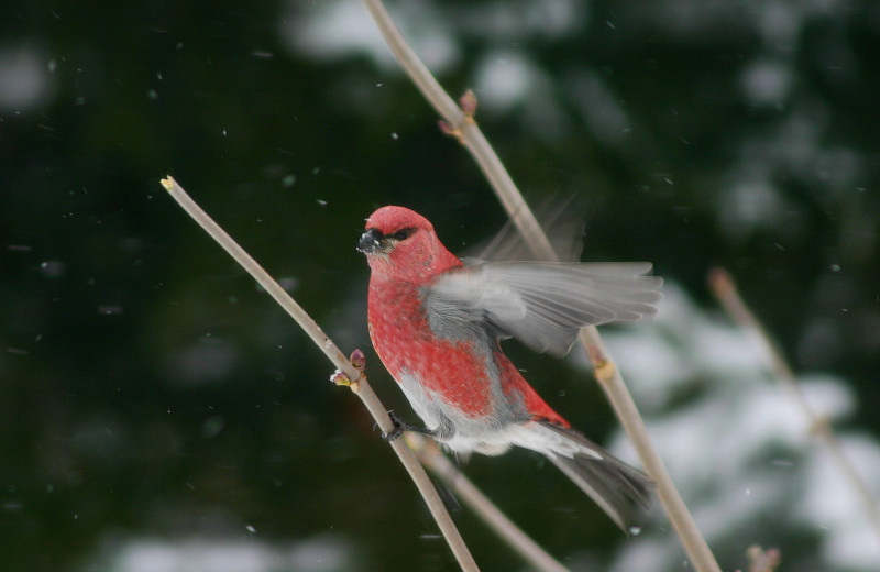 Birding at Gunflint Lodge.