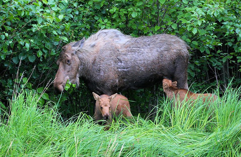 Moose at Bear Paw Adventure.